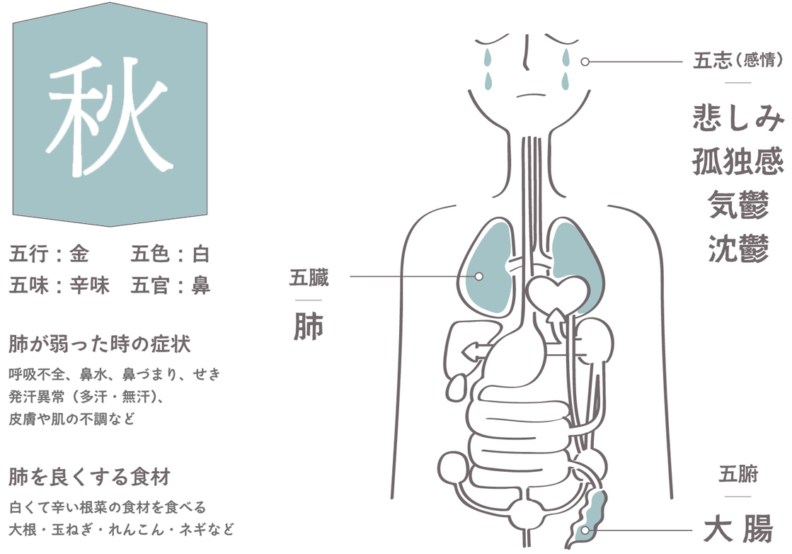 秋／肺の臓の役割(金)