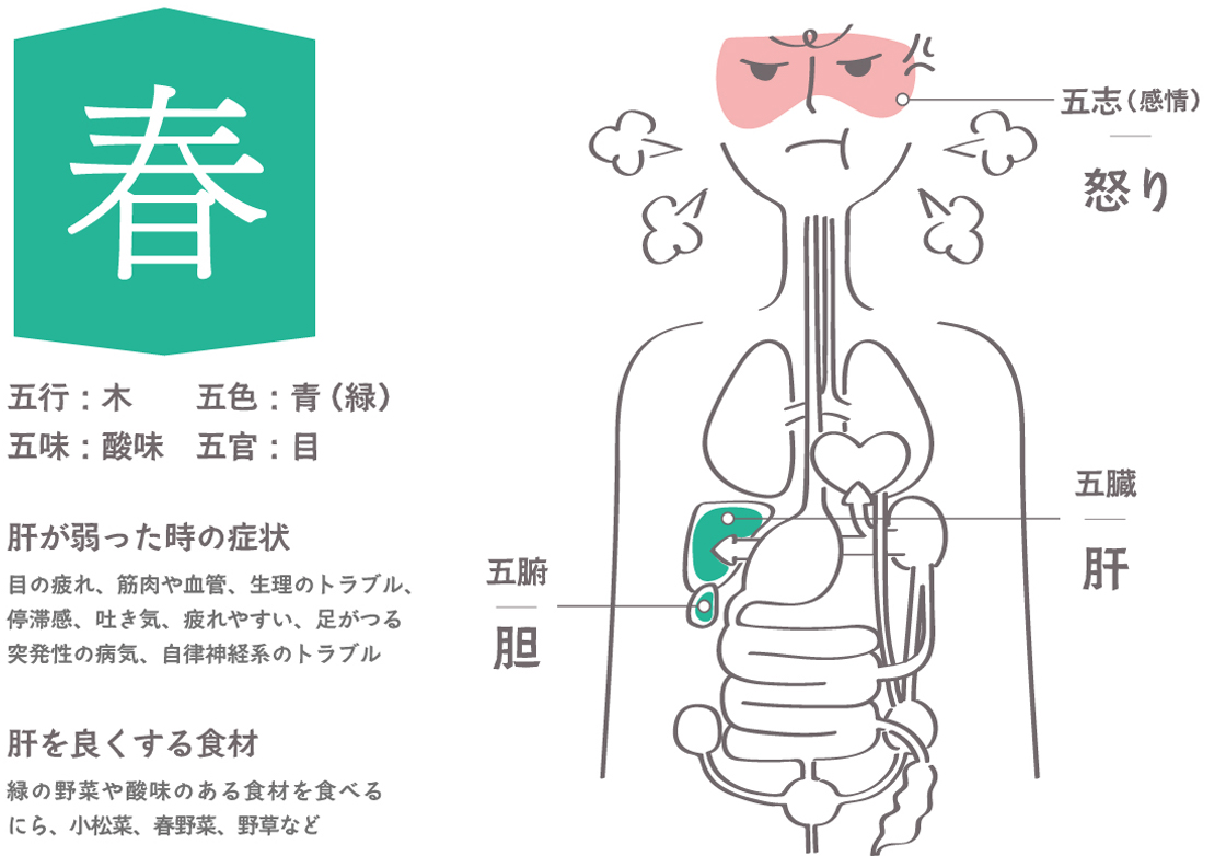 春／肝の臓の役割(木)