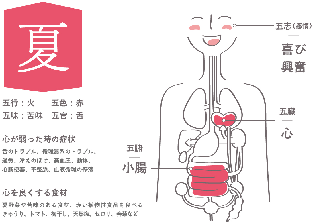 夏／心の臓の役割(火)