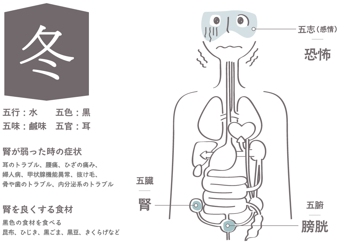 冬／腎の臓の役割(水)