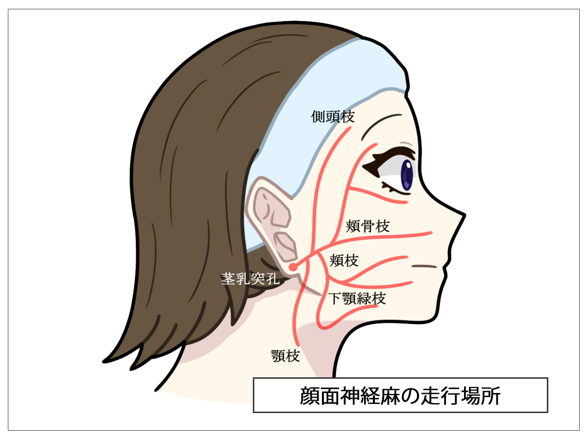 顔面神経の走行場所